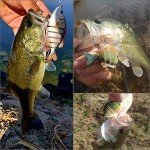 BASSDASH Multi-Jointed Bluegill Swimbait Lure