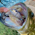 Mike Bucca Baby Bull Shad Swimbait 3.75" 1/2 oz