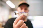 Mike Bucca Baby Bull Shad Swimbait 3.75" 1/2 oz