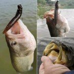 Ned Rig Finesse Soft Plastic Bait Kit