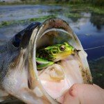 Lunker Frog Lure - Realistic Topwater Bass Fishing