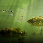 4-Blade Alabama Rigs for Bass Fishing - 2 Pack