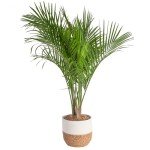 Majesty Palm Tree in Premium Decor Planter