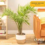 Majesty Palm Tree in Premium Decor Planter