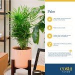 Majesty Palm Tree in Premium Decor Planter