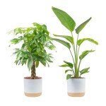Money Tree & Bird of Paradise Plants Duo