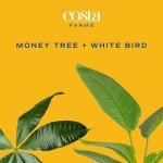 Money Tree & Bird of Paradise Plants Duo