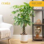 Money Tree & Bird of Paradise Plants Duo