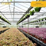 Money Tree & Bird of Paradise Plants Duo