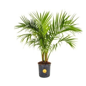 Majesty Palm Live Plant for Indoor and Outdoor