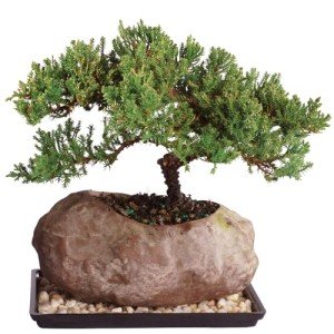 Medium Green Mound Juniper Bonsai Tree Set