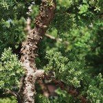 Medium Green Mound Juniper Bonsai Tree Set