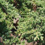 Medium Green Mound Juniper Bonsai Tree Set