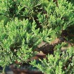 Medium Green Mound Juniper Bonsai Tree Set