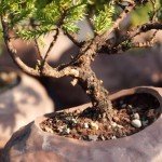 Medium Green Mound Juniper Bonsai Tree Set