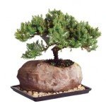 Medium Green Mound Juniper Bonsai Tree Set