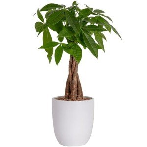 Money Tree Plant in Ceramic Pot - 16 Inches