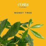 Money Tree Plant in Ceramic Pot - 16 Inches