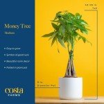 Money Tree Plant in Ceramic Pot - 16 Inches