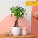 Money Tree Plant in Ceramic Pot - 16 Inches