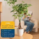 Money Tree Plant in Ceramic Pot - 16 Inches
