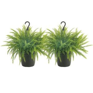 Live Boston Ferns in Hanging Baskets - 2 Pack