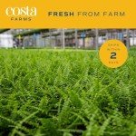 Live Boston Ferns in Hanging Baskets - 2 Pack