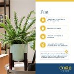 Live Boston Ferns in Hanging Baskets - 2 Pack