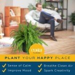 Live Boston Ferns in Hanging Baskets - 2 Pack