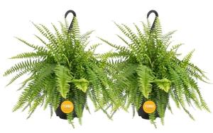 Live Boston Ferns in Hanging Baskets - 2 Pack