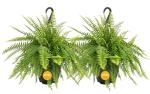 Live Boston Ferns in Hanging Baskets - 2 Pack