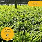 Live Boston Ferns in Hanging Baskets - 2 Pack