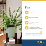 Live Boston Ferns in Hanging Baskets - 2 Pack