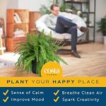 Live Boston Ferns in Hanging Baskets - 2 Pack