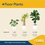 Majesty Palm Tree in Premium Decor Planter