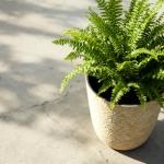 Set of 2 Tall Round 9 Gallon Planters
