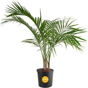 Majesty Palm Live Plant for Indoor and Outdoor
