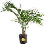 Majesty Palm Live Plant for Indoor and Outdoor