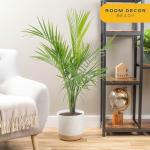 Majesty Palm Live Plant for Indoor and Outdoor