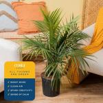 Majesty Palm Live Plant for Indoor and Outdoor