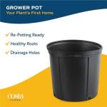 Majesty Palm Live Plant for Indoor and Outdoor