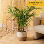 Majesty Palm Tree in Premium Decor Planter