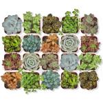 Assorted 2" Succulents - 20 Pack