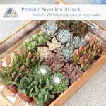 Assorted 2" Succulents - 20 Pack