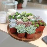 Assorted 2" Succulents - 20 Pack