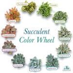 Assorted 2" Succulents - 20 Pack