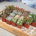 Assorted 2" Succulents - 20 Pack