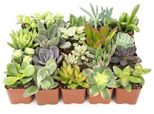Assorted 2" Succulents - 20 Pack