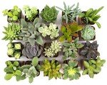 Assorted 2" Succulents - 20 Pack