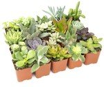 Assorted 2" Succulents - 20 Pack